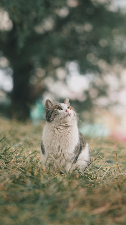 Download wallpaper 2160x3840 cat, pet, glance, fluffy, grass samsung galaxy s4, s5, note, sony xperia z, z1, z2, z3, htc one, lenovo vibe hd background