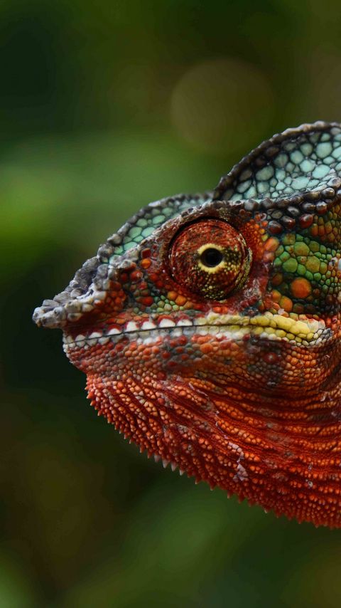 Download wallpaper 2160x3840 chameleon, lizard, glance samsung galaxy s4, s5, note, sony xperia z, z1, z2, z3, htc one, lenovo vibe hd background