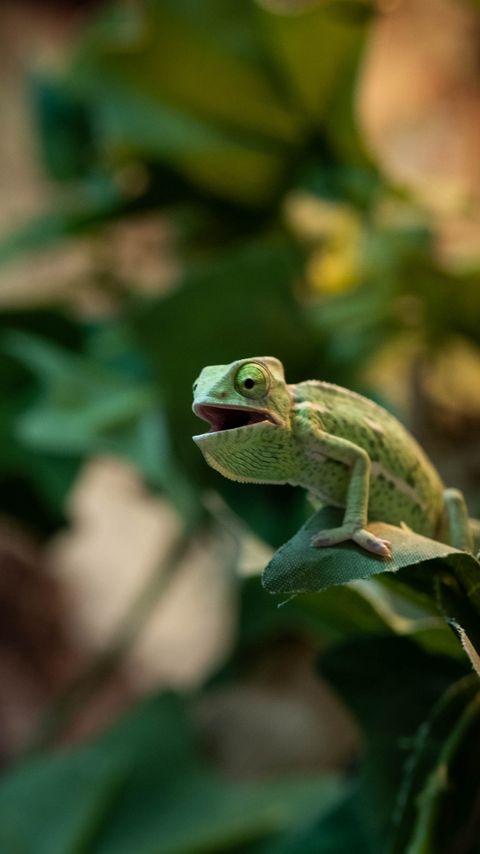 Download wallpaper 2160x3840 chameleon, lizard, reptile, green, funny samsung galaxy s4, s5, note, sony xperia z, z1, z2, z3, htc one, lenovo vibe hd background