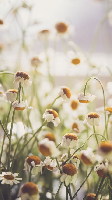 Download wallpaper 2160x3840 chamomile, flowers, white, light, macro samsung galaxy s4, s5, note, sony xperia z, z1, z2, z3, htc one, lenovo vibe hd background