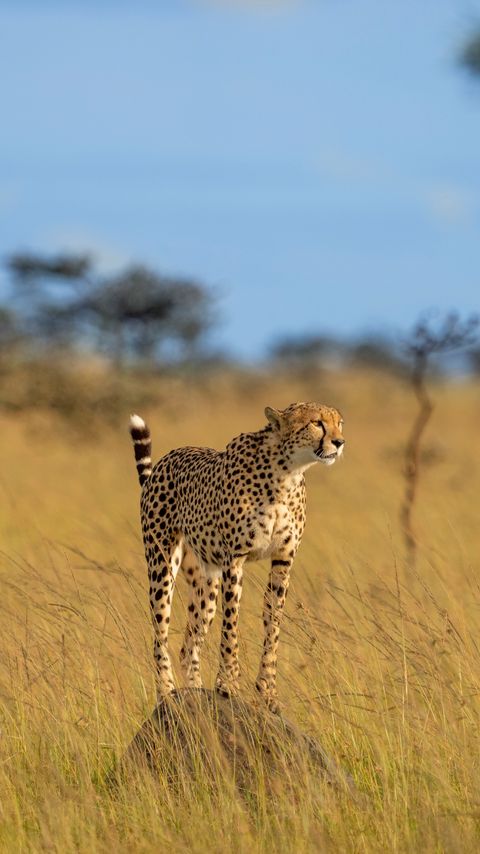 Download wallpaper 2160x3840 cheetah, predator, animal, grace, wildlife, big cat samsung galaxy s4, s5, note, sony xperia z, z1, z2, z3, htc one, lenovo vibe hd background