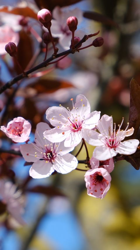 Download wallpaper 2160x3840 cherry, flowers, petals, spring, branches, macro samsung galaxy s4, s5, note, sony xperia z, z1, z2, z3, htc one, lenovo vibe hd background