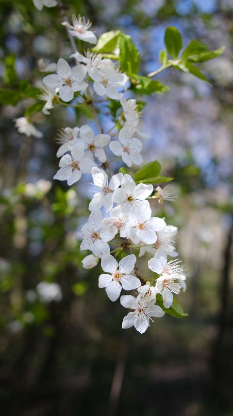 Download wallpaper 2160x3840 cherry, flowers, spring, branch, macro, white samsung galaxy s4, s5, note, sony xperia z, z1, z2, z3, htc one, lenovo vibe hd background