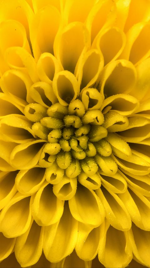 Download wallpaper 2160x3840 chrysanthemum, flower, petals, yellow, macro samsung galaxy s4, s5, note, sony xperia z, z1, z2, z3, htc one, lenovo vibe hd background