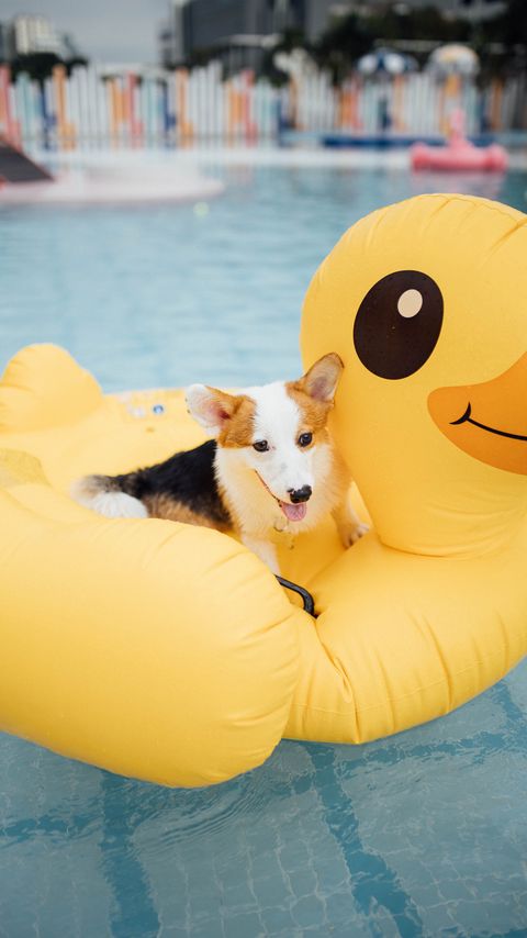 Download wallpaper 2160x3840 corgi, dog, pet, rubber ring, pool, cute samsung galaxy s4, s5, note, sony xperia z, z1, z2, z3, htc one, lenovo vibe hd background