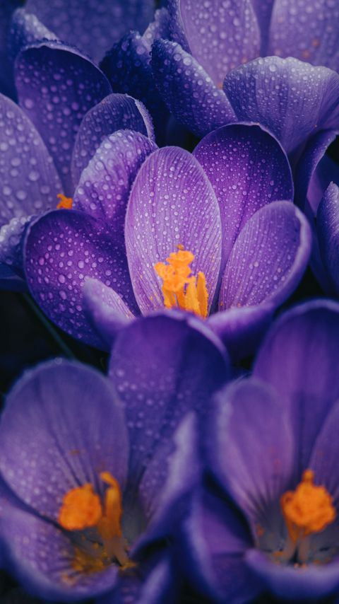 Download wallpaper 2160x3840 crocuses, flowers, purple, drops, wet, macro samsung galaxy s4, s5, note, sony xperia z, z1, z2, z3, htc one, lenovo vibe hd background