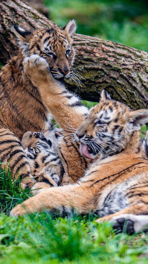 Download wallpaper 2160x3840 cubs, tigers, play, cute, funny, animals samsung galaxy s4, s5, note, sony xperia z, z1, z2, z3, htc one, lenovo vibe hd background