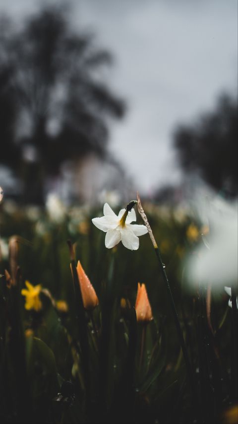 Download wallpaper 2160x3840 daffodils, flowers, plants, drops, spring, macro samsung galaxy s4, s5, note, sony xperia z, z1, z2, z3, htc one, lenovo vibe hd background