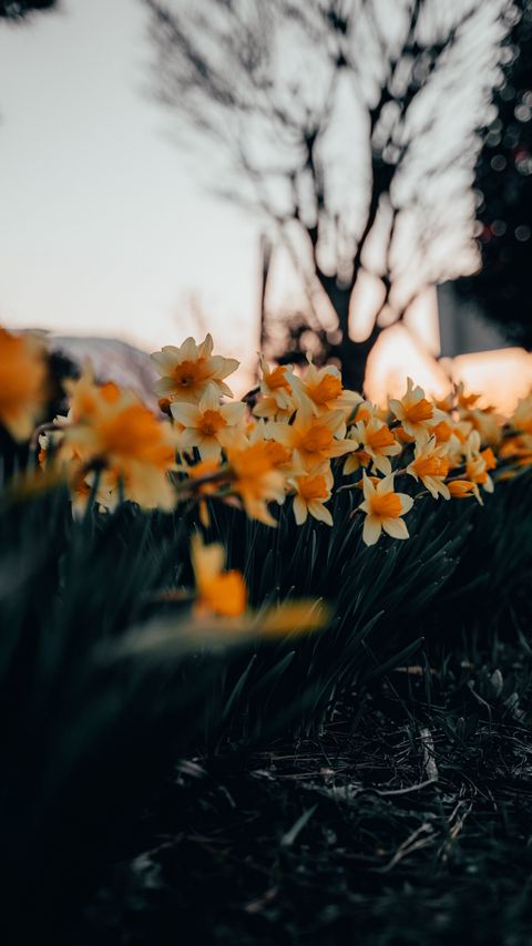 Download wallpaper 2160x3840 daffodils, flowers, spring, plant samsung galaxy s4, s5, note, sony xperia z, z1, z2, z3, htc one, lenovo vibe hd background