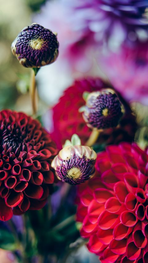 Download wallpaper 2160x3840 dahlias, flowers, buds, bouquet samsung galaxy s4, s5, note, sony xperia z, z1, z2, z3, htc one, lenovo vibe hd background