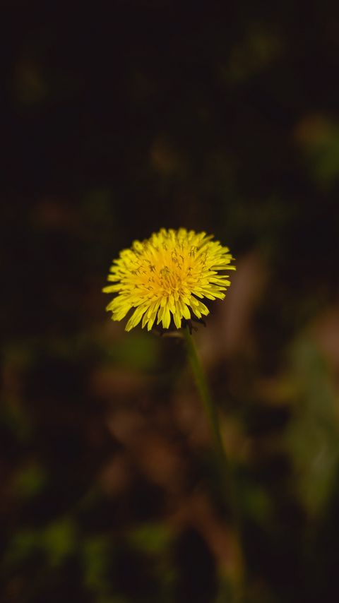 Download wallpaper 2160x3840 dandelion, flower, plant, macro, yellow samsung galaxy s4, s5, note, sony xperia z, z1, z2, z3, htc one, lenovo vibe hd background