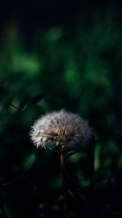 Download wallpaper 2160x3840 dandelion, plant, grass, greenery, macro samsung galaxy s4, s5, note, sony xperia z, z1, z2, z3, htc one, lenovo vibe hd background