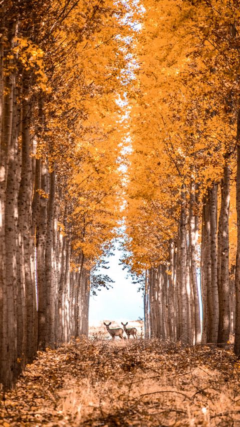 Download wallpaper 2160x3840 deer, animals, forest, trees, autumn samsung galaxy s4, s5, note, sony xperia z, z1, z2, z3, htc one, lenovo vibe hd background