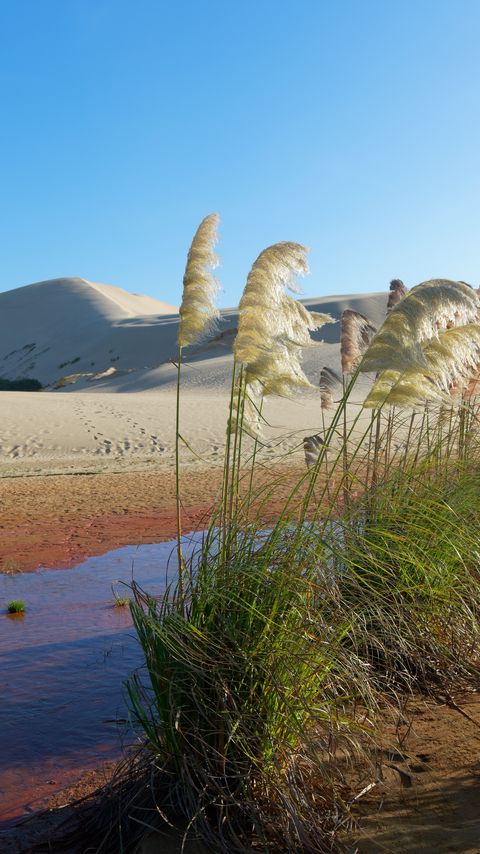 Download wallpaper 2160x3840 desert, oasis, sand, reeds, plant, hills, nature samsung galaxy s4, s5, note, sony xperia z, z1, z2, z3, htc one, lenovo vibe hd background