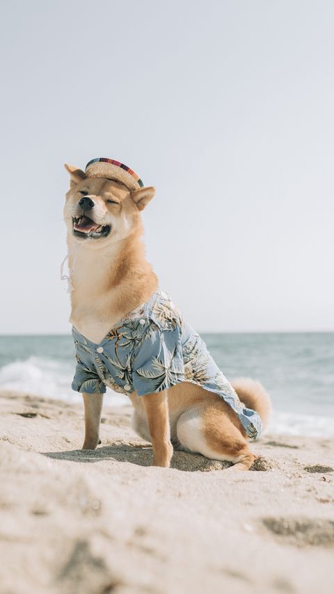 Download wallpaper 2160x3840 dog, pet, funny, hat, sea, beach, summer samsung galaxy s4, s5, note, sony xperia z, z1, z2, z3, htc one, lenovo vibe hd background