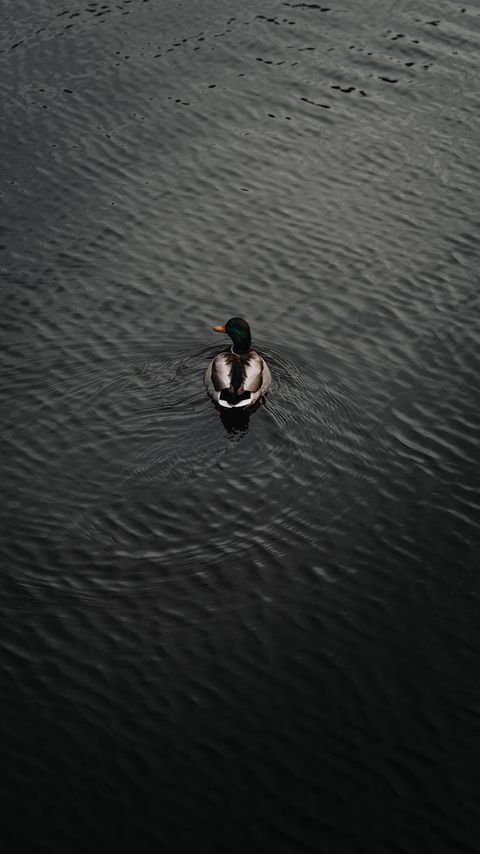 Download wallpaper 2160x3840 duck, bird, water, waves, aerial view samsung galaxy s4, s5, note, sony xperia z, z1, z2, z3, htc one, lenovo vibe hd background