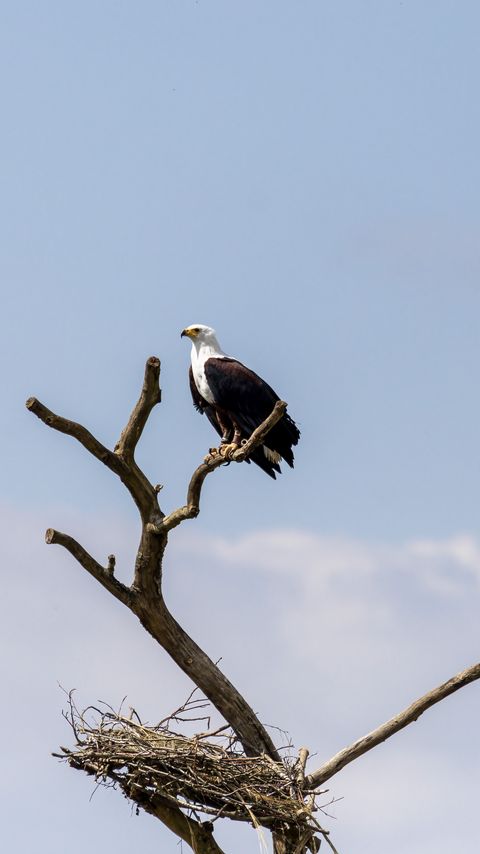 Download wallpaper 2160x3840 eagle, bird, predator, tree, nest, watching samsung galaxy s4, s5, note, sony xperia z, z1, z2, z3, htc one, lenovo vibe hd background