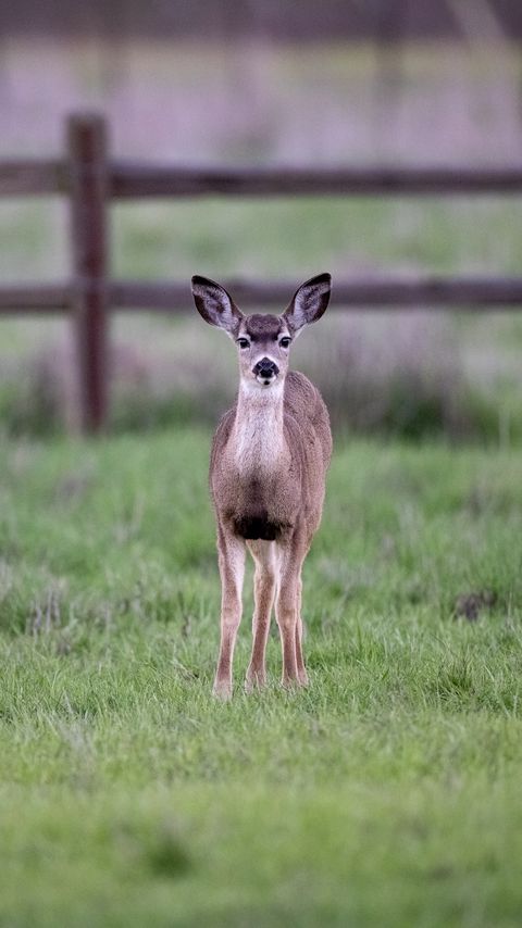 Download wallpaper 2160x3840 fawn, cub, animal, grass, wildlife samsung galaxy s4, s5, note, sony xperia z, z1, z2, z3, htc one, lenovo vibe hd background