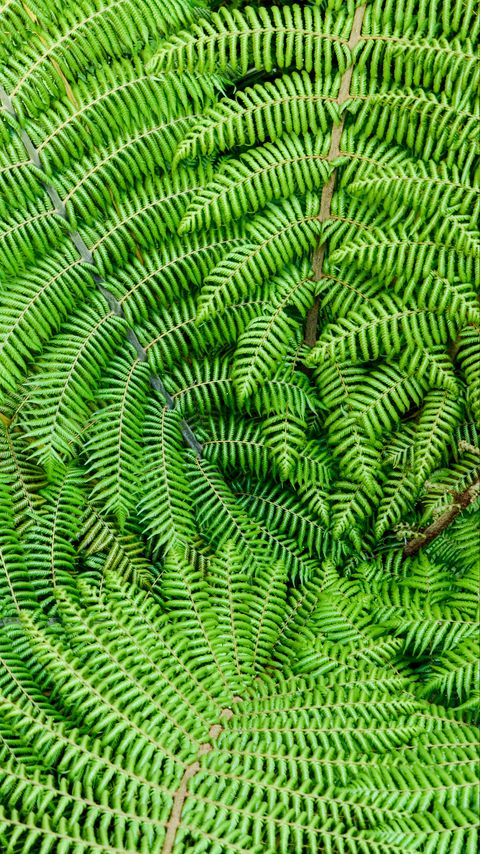 Download wallpaper 2160x3840 fern, leaves, branches, plant, macro, green samsung galaxy s4, s5, note, sony xperia z, z1, z2, z3, htc one, lenovo vibe hd background