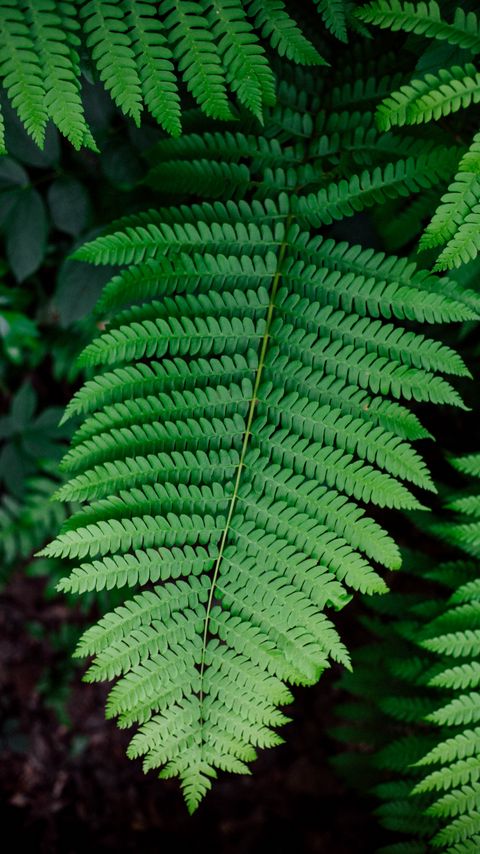 Download wallpaper 2160x3840 fern, plant, branch, leaves, green, macro samsung galaxy s4, s5, note, sony xperia z, z1, z2, z3, htc one, lenovo vibe hd background