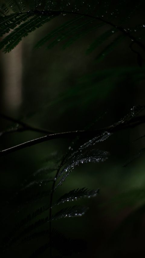 Download wallpaper 2160x3840 fern, plant, leaves, drops, wet, macro samsung galaxy s4, s5, note, sony xperia z, z1, z2, z3, htc one, lenovo vibe hd background