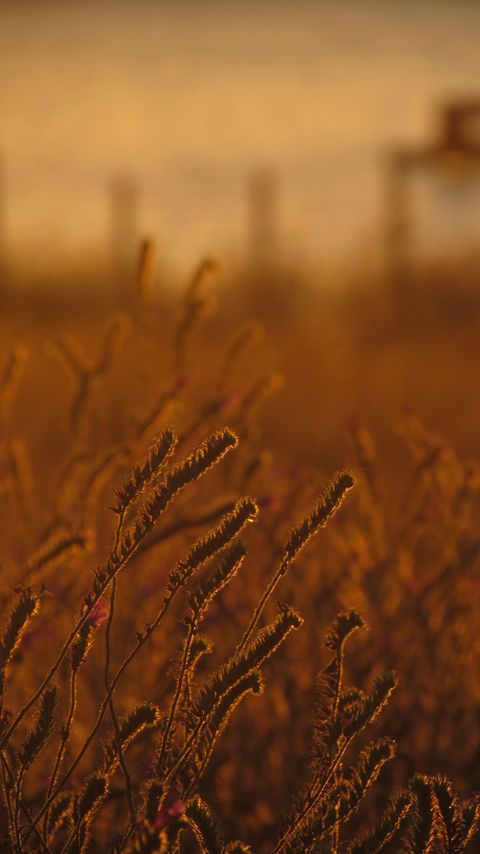 Download wallpaper 2160x3840 field, ears, plants, sunset samsung galaxy s4, s5, note, sony xperia z, z1, z2, z3, htc one, lenovo vibe hd background