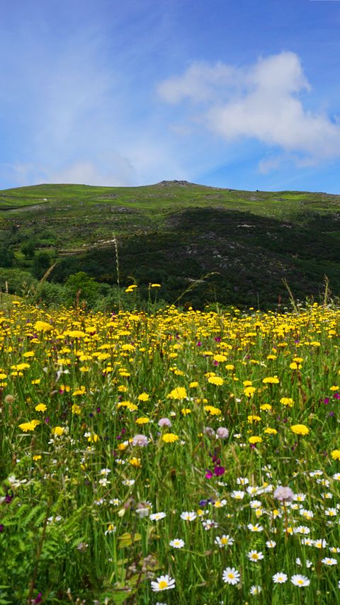 Download wallpaper 2160x3840 field, flowers, hills, landscape, nature samsung galaxy s4, s5, note, sony xperia z, z1, z2, z3, htc one, lenovo vibe hd background