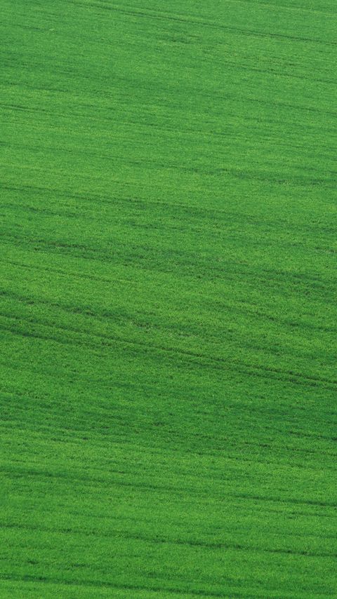 Download wallpaper 2160x3840 field, grass, lawn, green samsung galaxy s4, s5, note, sony xperia z, z1, z2, z3, htc one, lenovo vibe hd background