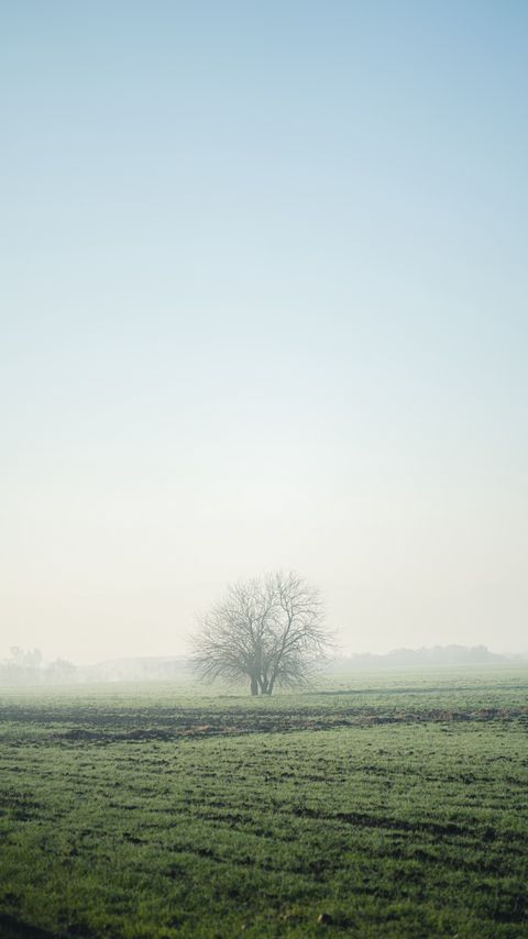 Download wallpaper 2160x3840 field, tree, fog, horizon, nature samsung galaxy s4, s5, note, sony xperia z, z1, z2, z3, htc one, lenovo vibe hd background