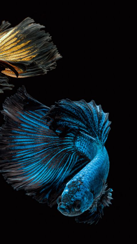 Download wallpaper 2160x3840 fish, blue, water, underwater samsung galaxy s4, s5, note, sony xperia z, z1, z2, z3, htc one, lenovo vibe hd background