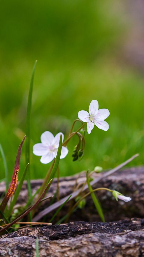 Download wallpaper 2160x3840 flower, petals, spring, grass, macro samsung galaxy s4, s5, note, sony xperia z, z1, z2, z3, htc one, lenovo vibe hd background