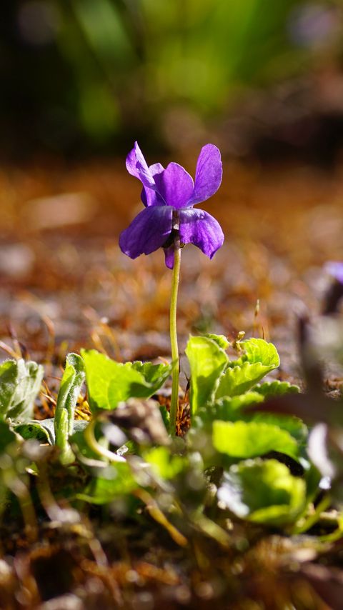 Download wallpaper 2160x3840 flower, purple, macro, plant, spring samsung galaxy s4, s5, note, sony xperia z, z1, z2, z3, htc one, lenovo vibe hd background