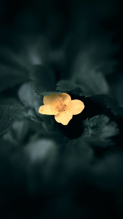 Download wallpaper 2160x3840 flower, yellow, macro, plant, bloom samsung galaxy s4, s5, note, sony xperia z, z1, z2, z3, htc one, lenovo vibe hd background