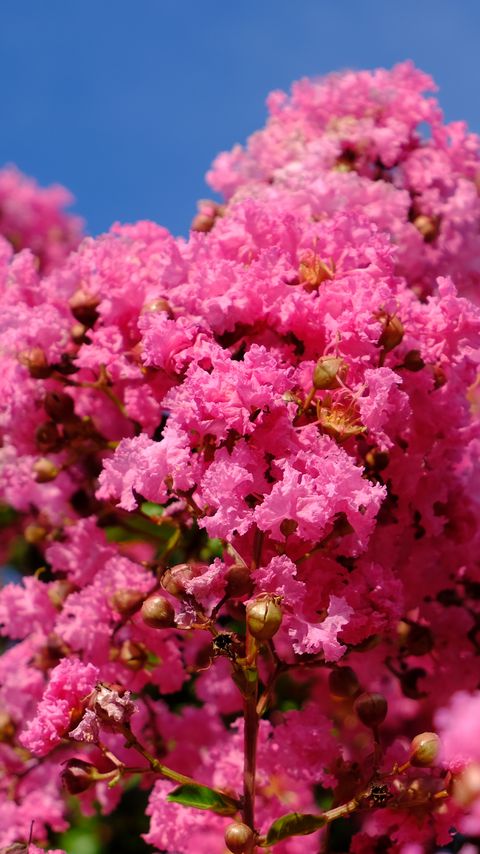 Download wallpaper 2160x3840 flowers, branches, pink, bloom, spring samsung galaxy s4, s5, note, sony xperia z, z1, z2, z3, htc one, lenovo vibe hd background