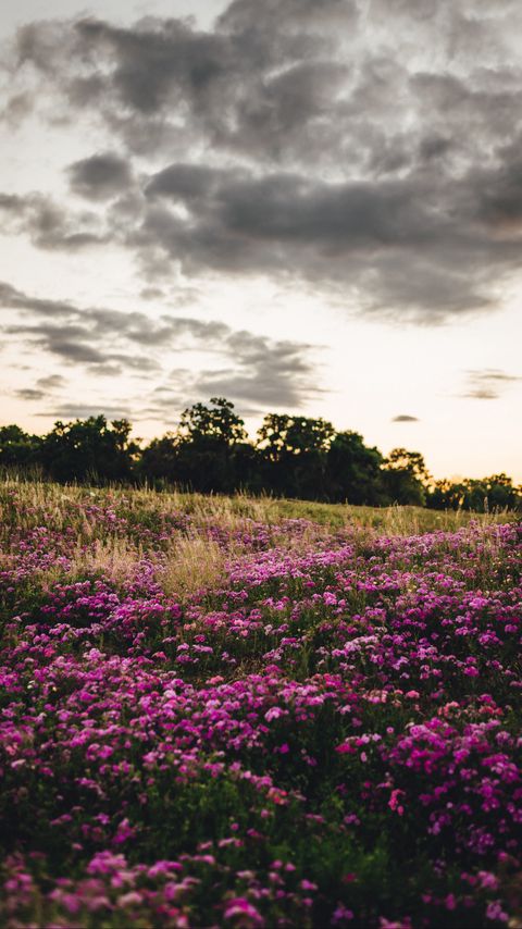 Download wallpaper 2160x3840 flowers, field, trees, nature, landscape samsung galaxy s4, s5, note, sony xperia z, z1, z2, z3, htc one, lenovo vibe hd background