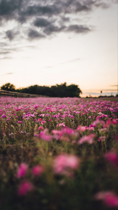 Download wallpaper 2160x3840 flowers, field, trees, nature samsung galaxy s4, s5, note, sony xperia z, z1, z2, z3, htc one, lenovo vibe hd background