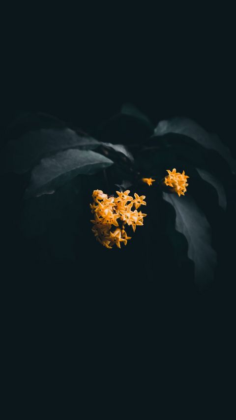 Download wallpaper 2160x3840 flowers, leaves, macro, yellow, dark samsung galaxy s4, s5, note, sony xperia z, z1, z2, z3, htc one, lenovo vibe hd background