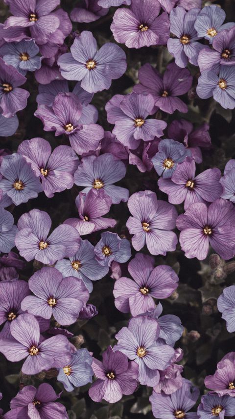 Download wallpaper 2160x3840 flowers, petals, plant, macro, purple samsung galaxy s4, s5, note, sony xperia z, z1, z2, z3, htc one, lenovo vibe hd background