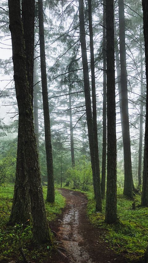 Download wallpaper 2160x3840 forest, path, fog, trees, green samsung galaxy s4, s5, note, sony xperia z, z1, z2, z3, htc one, lenovo vibe hd background