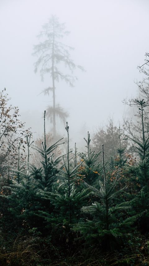 Download wallpaper 2160x3840 forest, pines, trees, fog, nature, landscape samsung galaxy s4, s5, note, sony xperia z, z1, z2, z3, htc one, lenovo vibe hd background