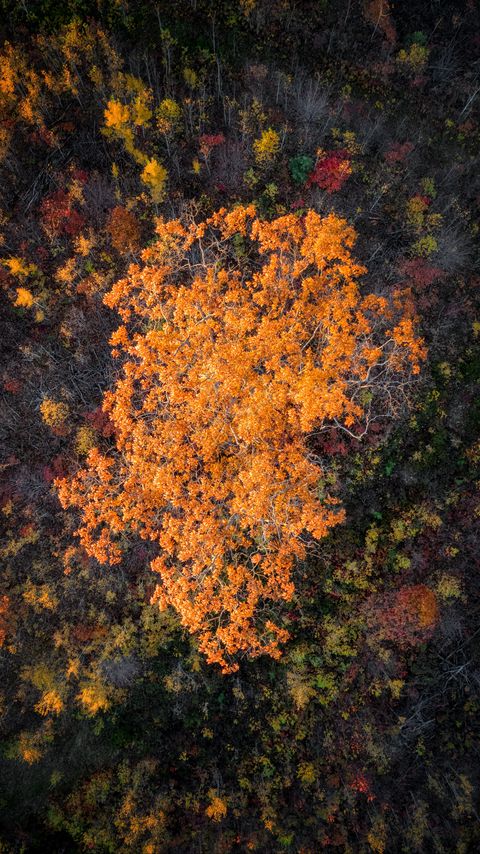 Download wallpaper 2160x3840 forest, trees, autumn, aerial view, nature samsung galaxy s4, s5, note, sony xperia z, z1, z2, z3, htc one, lenovo vibe hd background