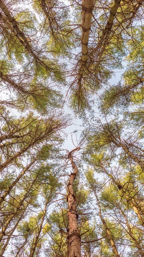 Download wallpaper 2160x3840 forest, trees, bottom view, nature samsung galaxy s4, s5, note, sony xperia z, z1, z2, z3, htc one, lenovo vibe hd background