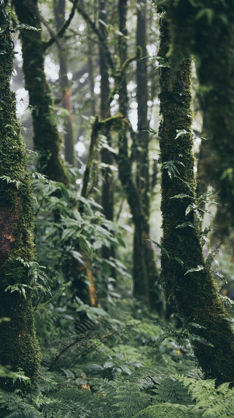 Download wallpaper 2160x3840 forest, trees, moss, plants, greenery, nature samsung galaxy s4, s5, note, sony xperia z, z1, z2, z3, htc one, lenovo vibe hd background