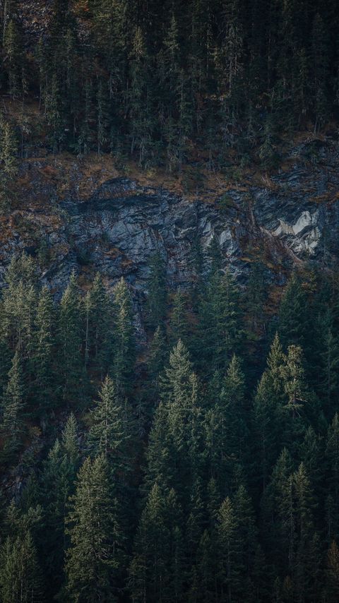 Download wallpaper 2160x3840 forest, trees, rock, nature, aerial view samsung galaxy s4, s5, note, sony xperia z, z1, z2, z3, htc one, lenovo vibe hd background