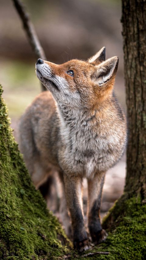 Download wallpaper 2160x3840 fox, animal, predator, glance, trees, wildlife samsung galaxy s4, s5, note, sony xperia z, z1, z2, z3, htc one, lenovo vibe hd background