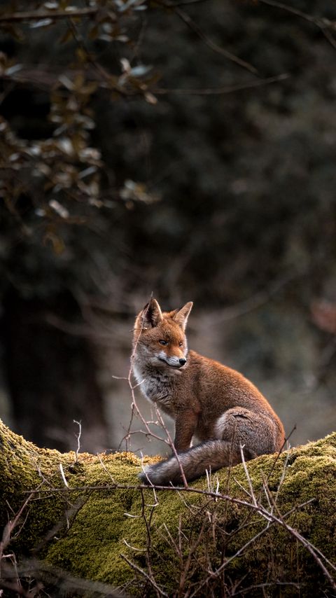 Download wallpaper 2160x3840 fox, animal, tree, wildlife samsung galaxy s4, s5, note, sony xperia z, z1, z2, z3, htc one, lenovo vibe hd background