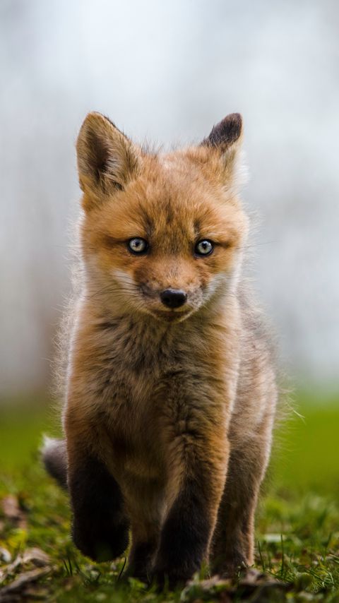 Download wallpaper 2160x3840 fox, cub, animal, wildlife samsung galaxy s4, s5, note, sony xperia z, z1, z2, z3, htc one, lenovo vibe hd background