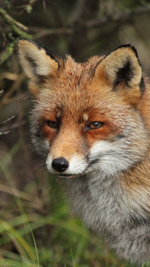 Download wallpaper 2160x3840 fox, predator, animal, glance, wildlife samsung galaxy s4, s5, note, sony xperia z, z1, z2, z3, htc one, lenovo vibe hd background