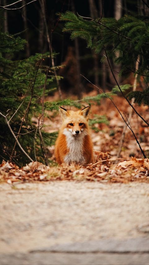 Download wallpaper 2160x3840 fox, predator, forest, leaves, autumn samsung galaxy s4, s5, note, sony xperia z, z1, z2, z3, htc one, lenovo vibe hd background