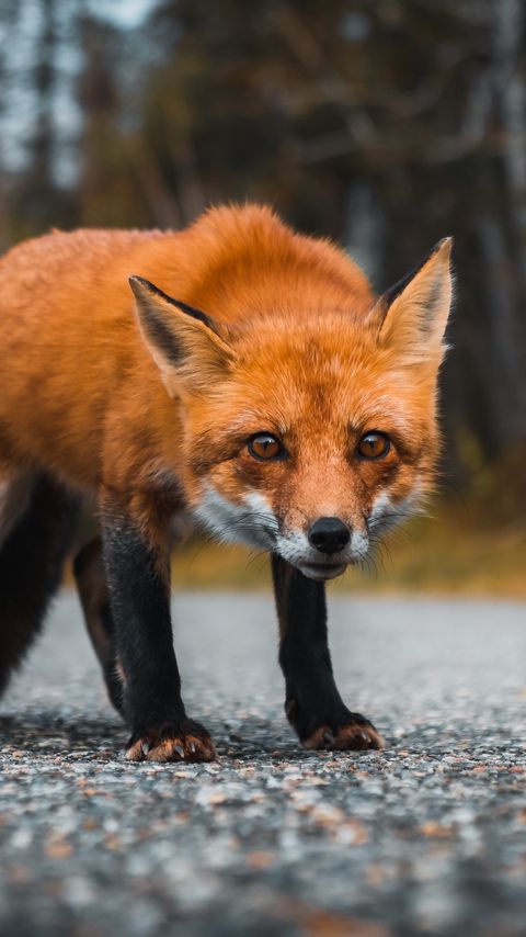 Download wallpaper 2160x3840 fox, predator, glance, asphalt samsung galaxy s4, s5, note, sony xperia z, z1, z2, z3, htc one, lenovo vibe hd background